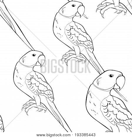 Seamless Pattern Coloring Indian Ringed Parrot Ozherelovy Parrot  Vector Illustration