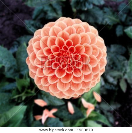 ダリア。ピンク色の大きな花と緑を葉します。