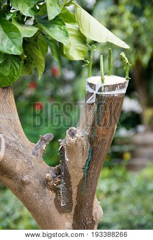Agricultural Grafting Of Citrus Fruit Trees