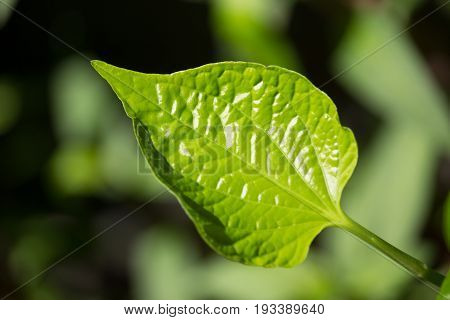 Green Leaf Of Wildbetalleafbush Tree