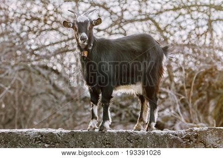 Black Goat At Fence