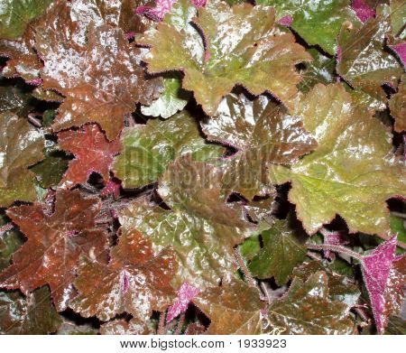 秋の庭で色の湿式 Leafage