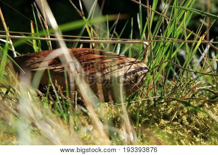 Brown mushroom - Leccinum scabrum in forest meadow