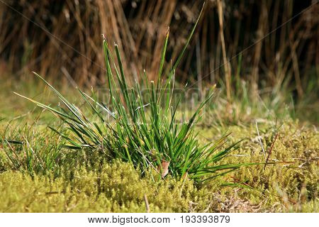 Green moss in the sunlight, moss closeup, macro. Background of moss in wilderness terrain.