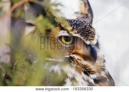Stern Great Horned Owl Predator Perched In A Tree Partially Hidden By Leaves