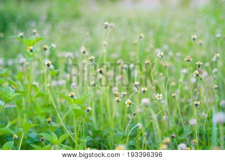 White grass flower with yellow pollen Cyanthillium cinereum also known as little ironweed