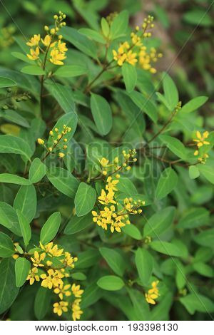 Galphimia Thryallis glauca or Gold Shower flower ornamental shrub plant in garden.