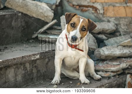 A dog Jack Russell Terrier sitting on the steps of destroyed building