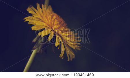 Close up of Dandelion flowers growing in field