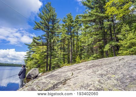 Tall Pine Forest Towering Over Canadian Shield Bedrock Beside Blue Lake Where Man Stands Fishing