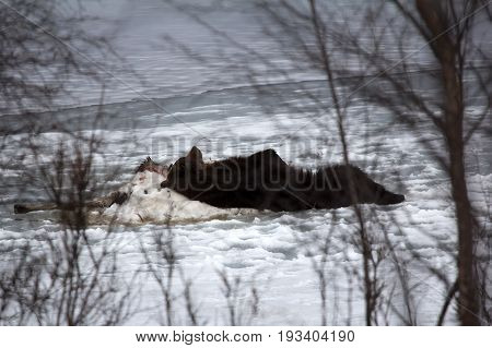 Brown Bear Sleeping On Carcass Of Killed Elk