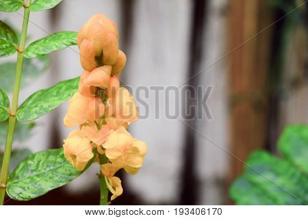 Senna Alata Or Candle Bush Flower Select Focus With Shallow Depth Of Field