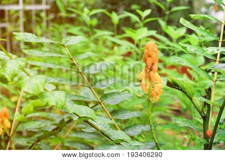 Senna Alata Or Candle Bush Flower Select Focus With Shallow Depth Of Field