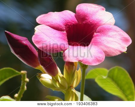 Mandevilla sanderi flower isolated and buds in Or Yehuda Israel