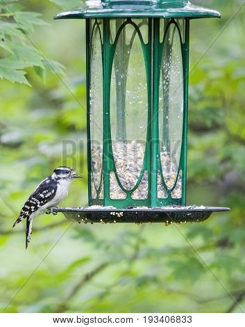 Woodpecker Perched On Bird Feeder Eating Bird Seed