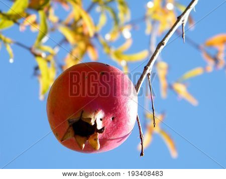 Pomegranate isolated in Neve Monosson near Or Yehuda Israel