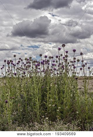 South of Russia spring in the Kalmyk steppes. Blossoming thistle on the background of the pre-threatened sky.