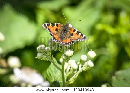 Tortoiseshell Butterfly On A Plant