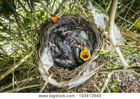 Birdnest From Above With Newly Hatched Blackbirds