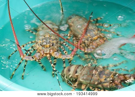 Langoustes sitting in a turquoise basin with water.