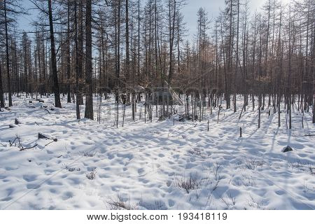Mongolian Reindeer In Traditionally Tsaatan Family On Their Reindeers At Taiga, Mongolia