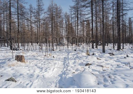 Mongolian Reindeer In Traditionally Tsaatan Family On Their Reindeers At Taiga, Mongolia