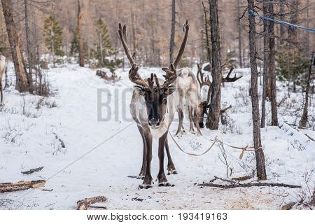 Mongolian Reindeer in traditionally Tsaatan family on their reindeers at Taiga Mongolia