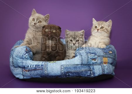 Four kittens in a basket on a lilac background.