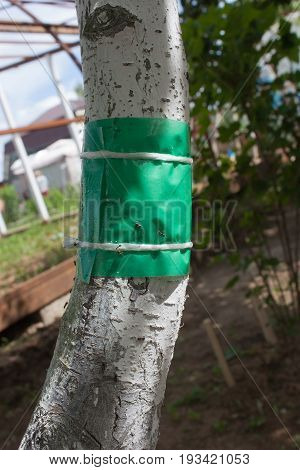 green sticky tape on the tree trunk to protect against crawling insects