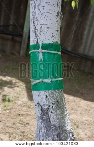 sticky tape on the tree trunk to protect against crawling insects