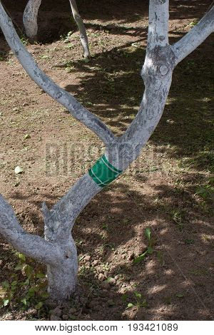 green sticky tape on the tree trunk to protect it from ants