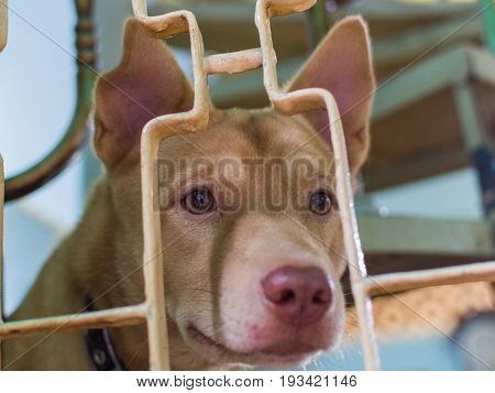 Cute puppy dog peeking out from window grille. Selective focus