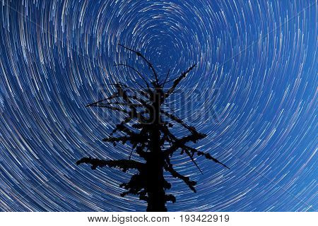 Milky Way. Falling Stars. Dead Tree Silhouette. Timelapse