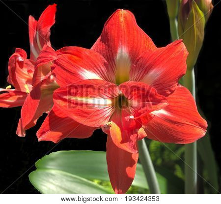 HDR Photo image of a red Amarillis flower