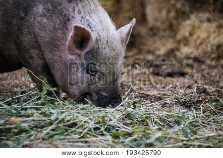 Pink Vietnamese Pig Resting Lying On A Straw On A Farm