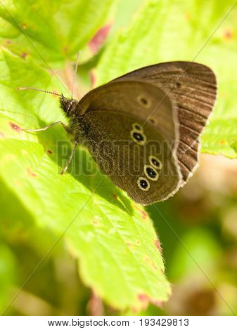Brown Ringlet Butterfly Outside Resting On Leaf