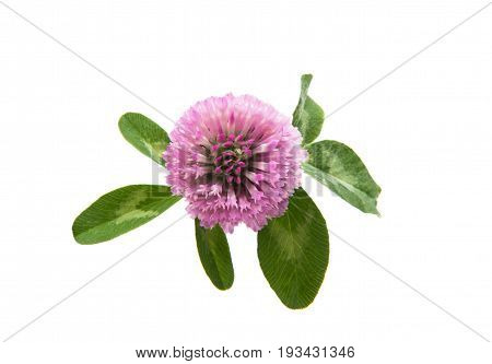 Red Clover (Trifolium pratense) isolated on white background.