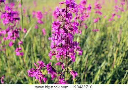 Red inflorescences of flowers (Silene viscaria) against the background of tall grass.