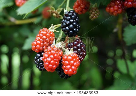 Blackberries ripen on thornless blackberry plants in a garden in Joliet, Illinois during July.