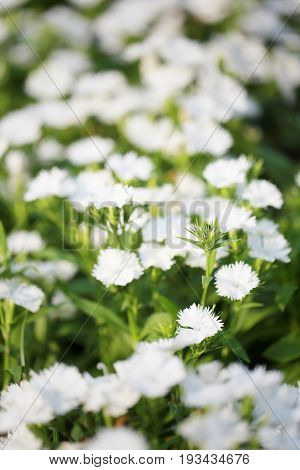 White Dianthus chinensis flower is species of Dianthus native.