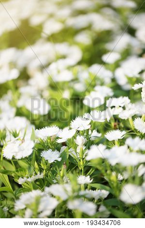 White Dianthus chinensis flower is species of Dianthus native.