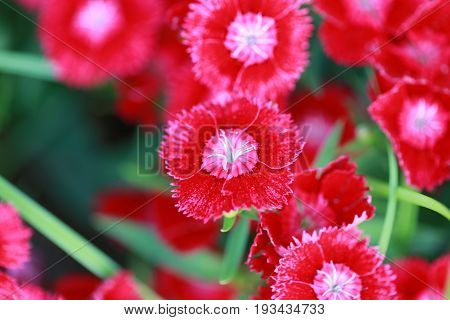 Red Dianthus chinensis flower is species of Dianthus native.