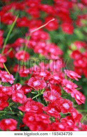Red Dianthus chinensis flower is species of Dianthus native.