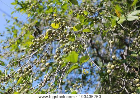 Ebenaceae fruit on the tree in the gardenNatural herbs that can be used to treat many diseases.