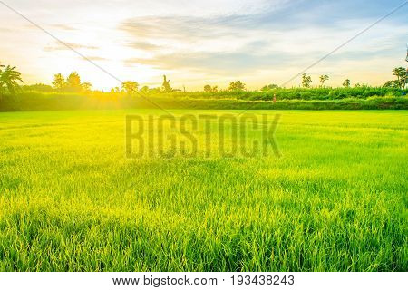 Beautiful morning sunrise over the rice field