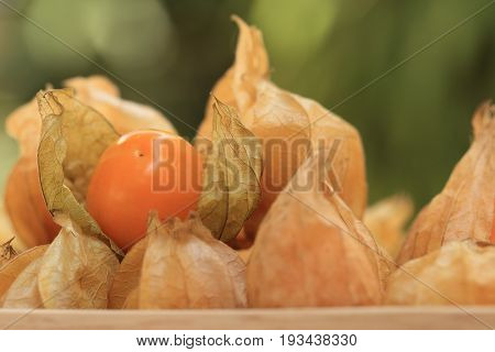 Cape gooseberry fruit brown autumn crops on green spring bokeh background.