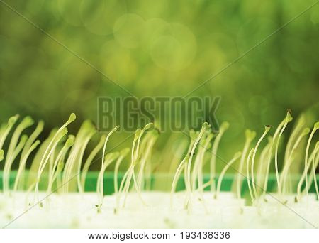 Growing microgreens with seed leaf or cotyledon on green bokeh background