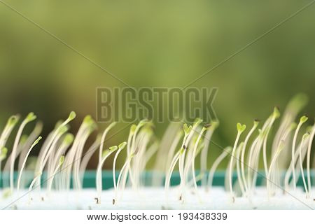 Growing microgreens with seed leaf or cotyledon blurred green background.