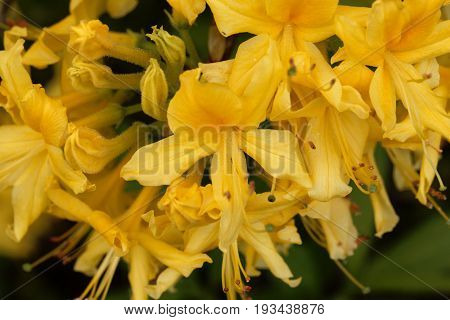 Flowers of a yellow azalea (Rhododendron luteum).