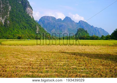 Autumn rice field in Laos, Vang Vieng,asian